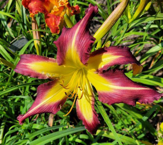 Stars Over Oz 21 auction
